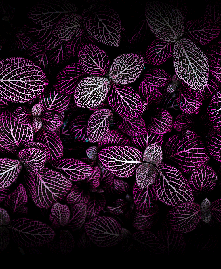 Image de vegetation de jungle